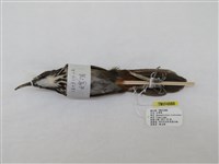 藏品(大彎嘴)的圖片